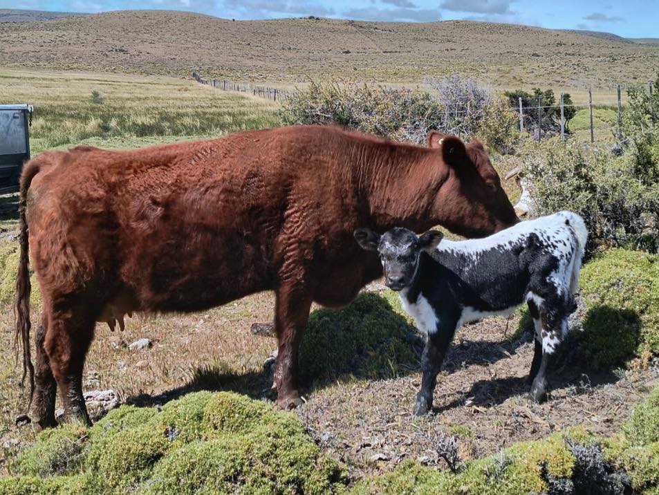  Primera ternera Speckle Park patagónica