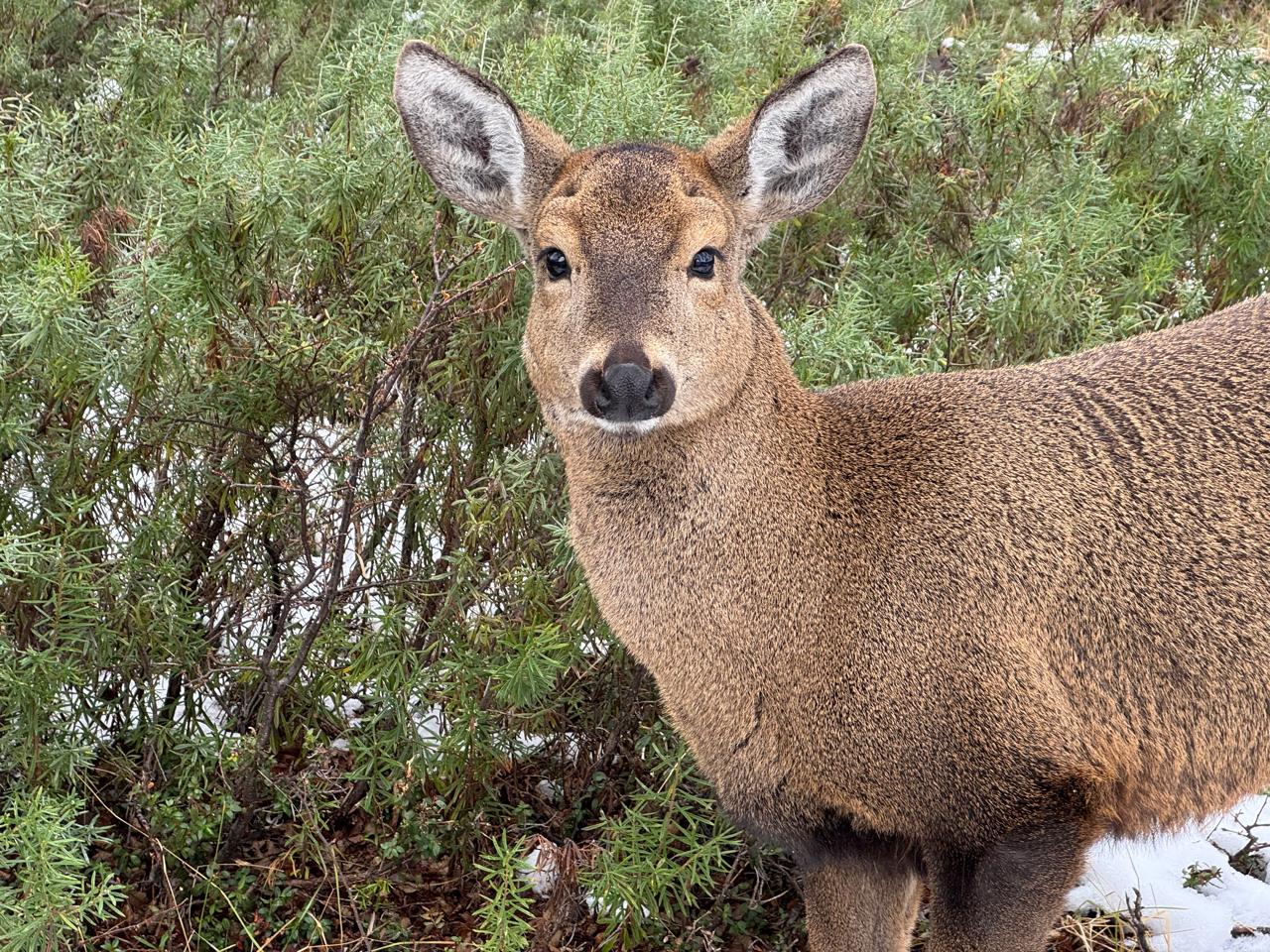 Día internacional del Huemul
